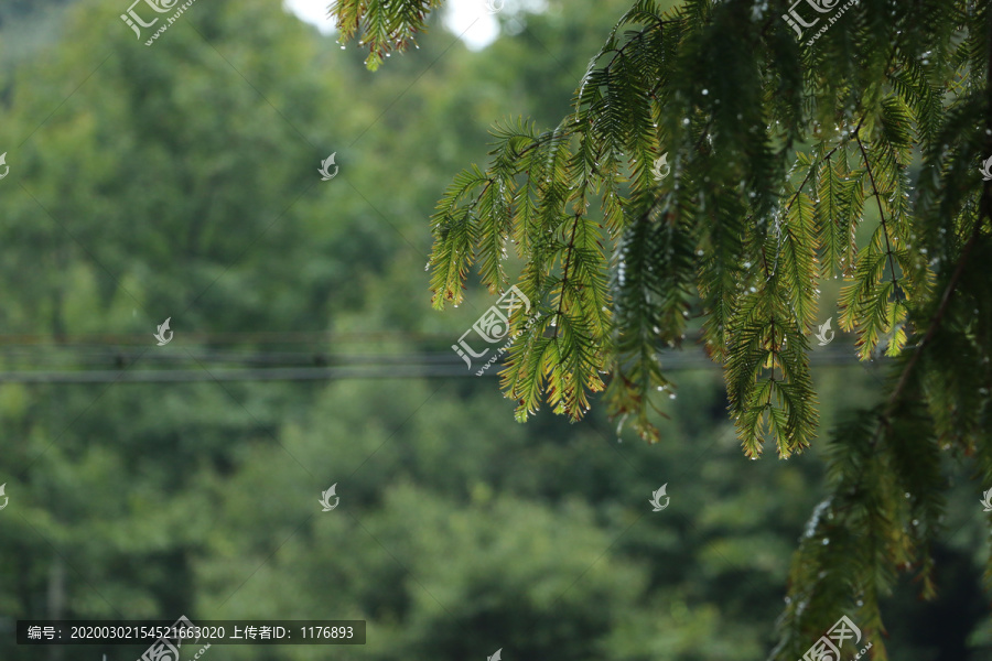 带雨滴的枝叶