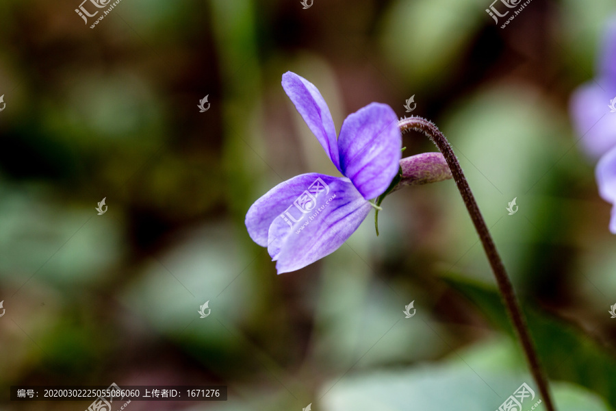 紫花地丁