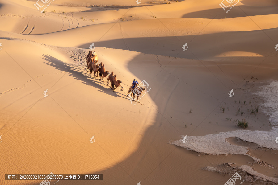 阿拉善沙漠黄昏骆驼太阳光影84