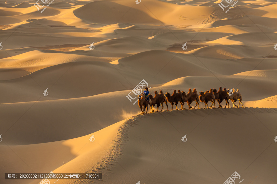 阿拉善沙漠黄昏骆驼太阳光影15