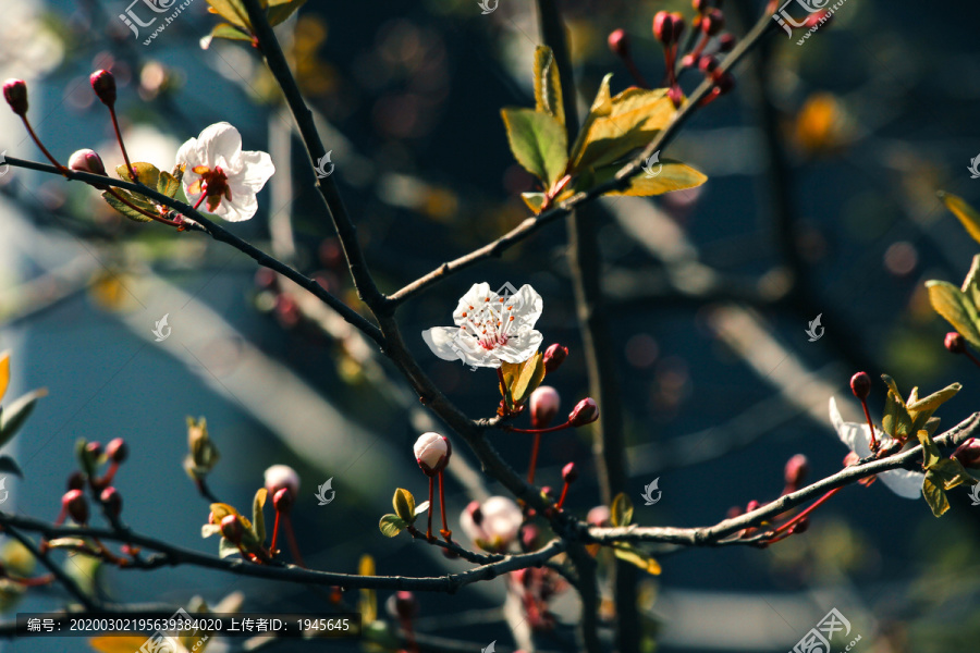 李花