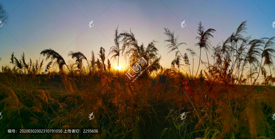 夕阳下的芦苇