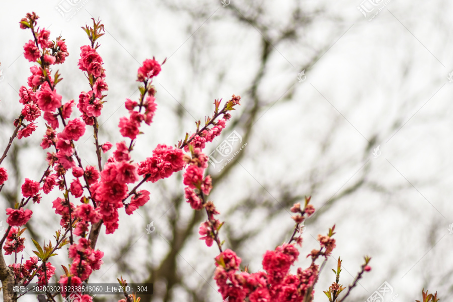 红色樱花