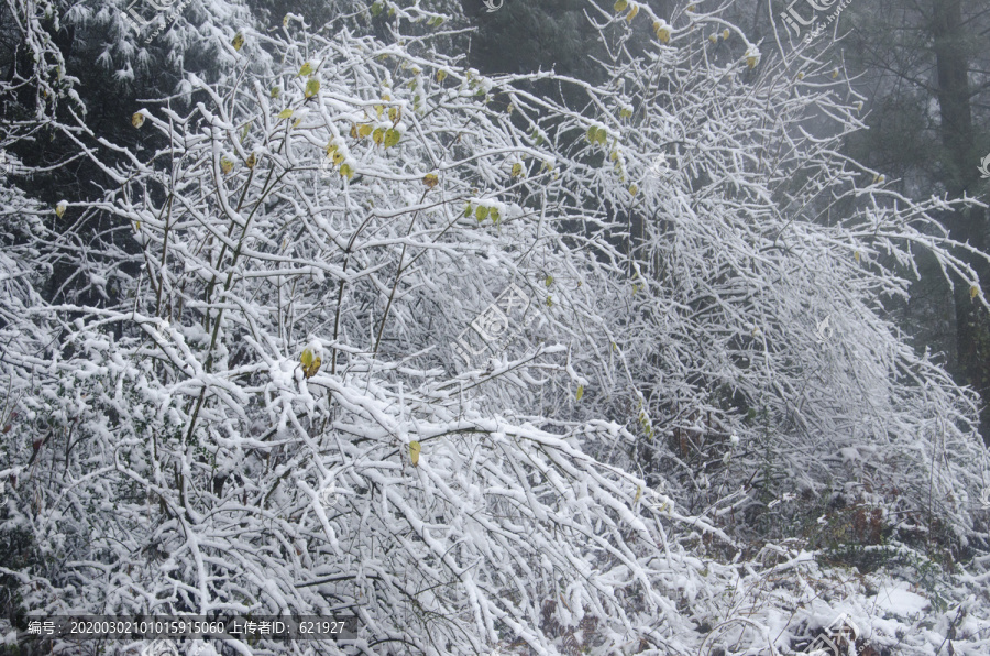 雪景曲枝