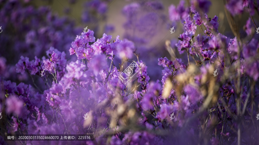 野生杜鹃花