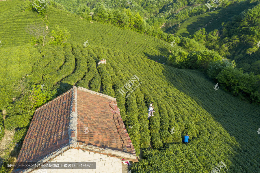 茶山