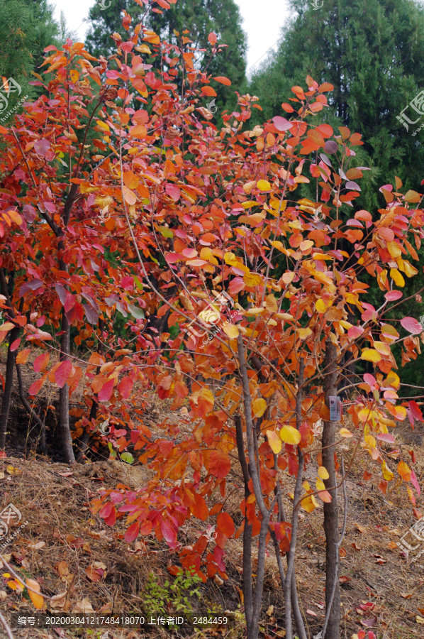 红栌树