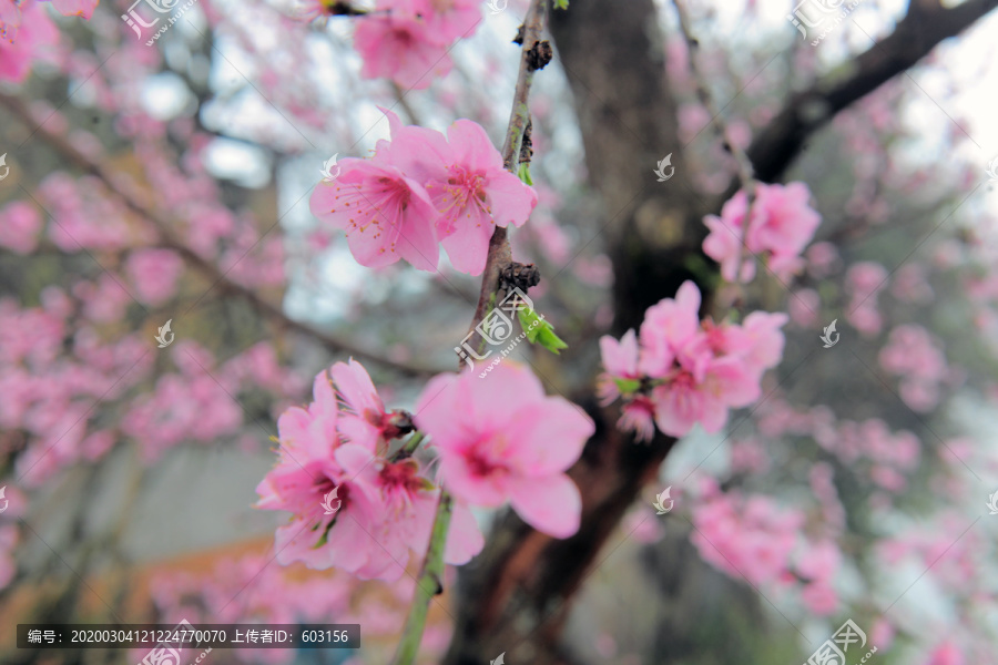 桃花