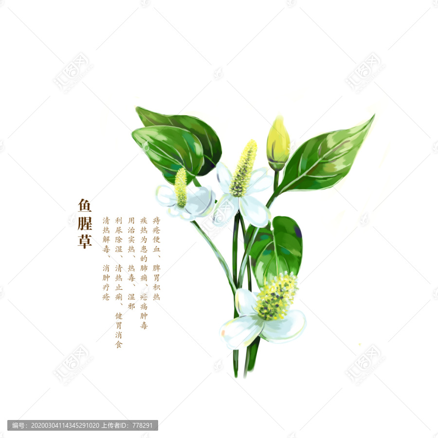 魚(yú)腥草
