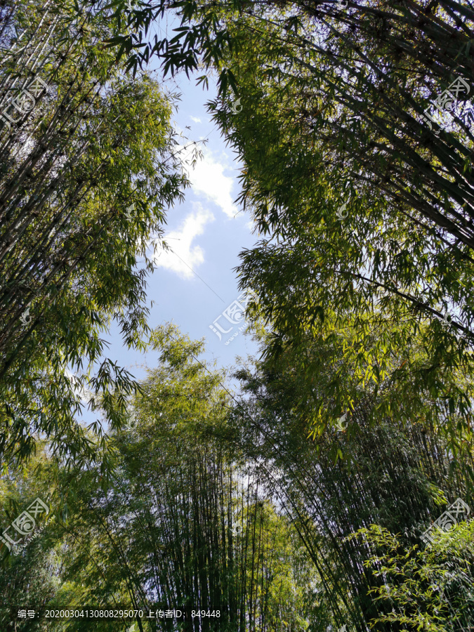 仰望竹林天空