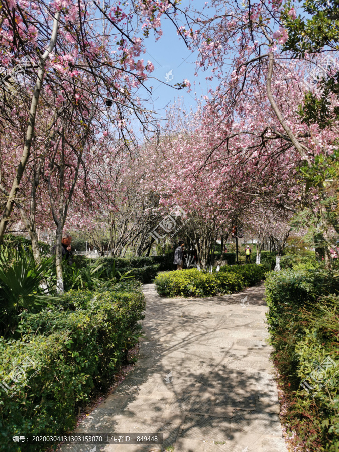 石板路海棠花