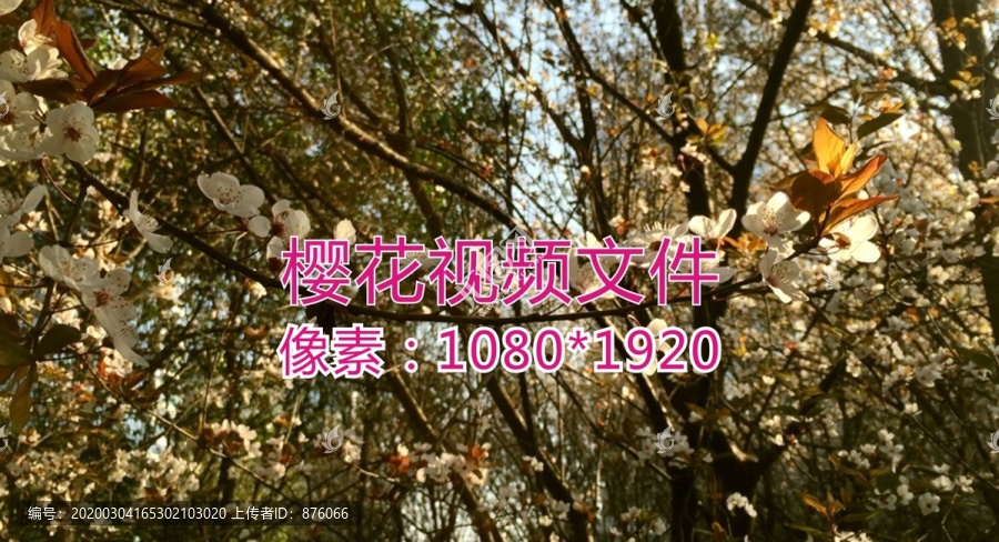 樱花摄影视频