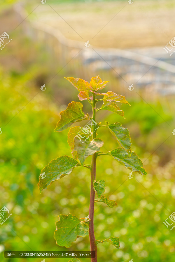 植物