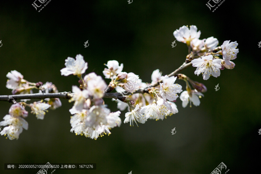 浪漫樱花