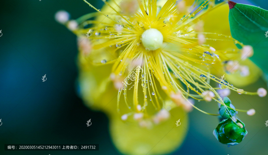 雨中金丝桃