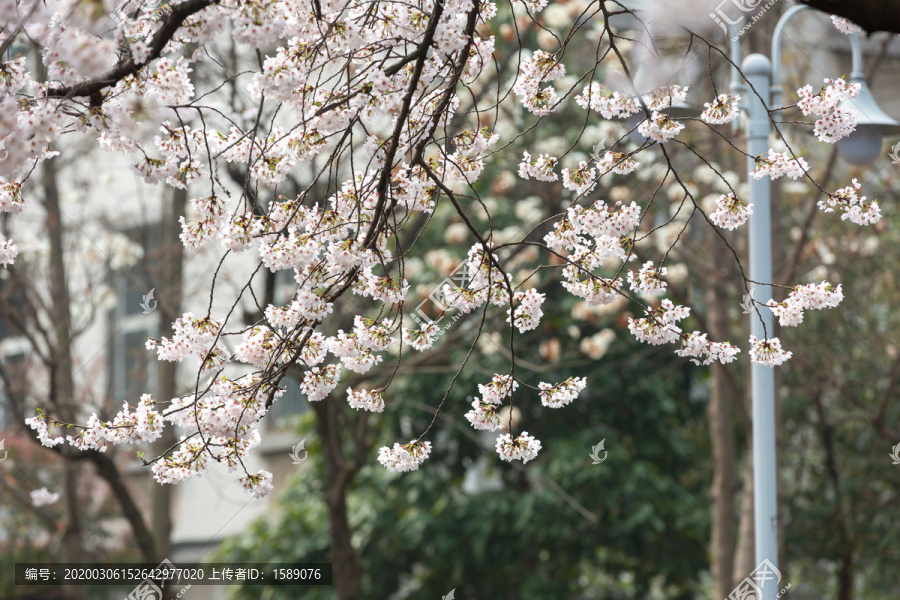 樱花季