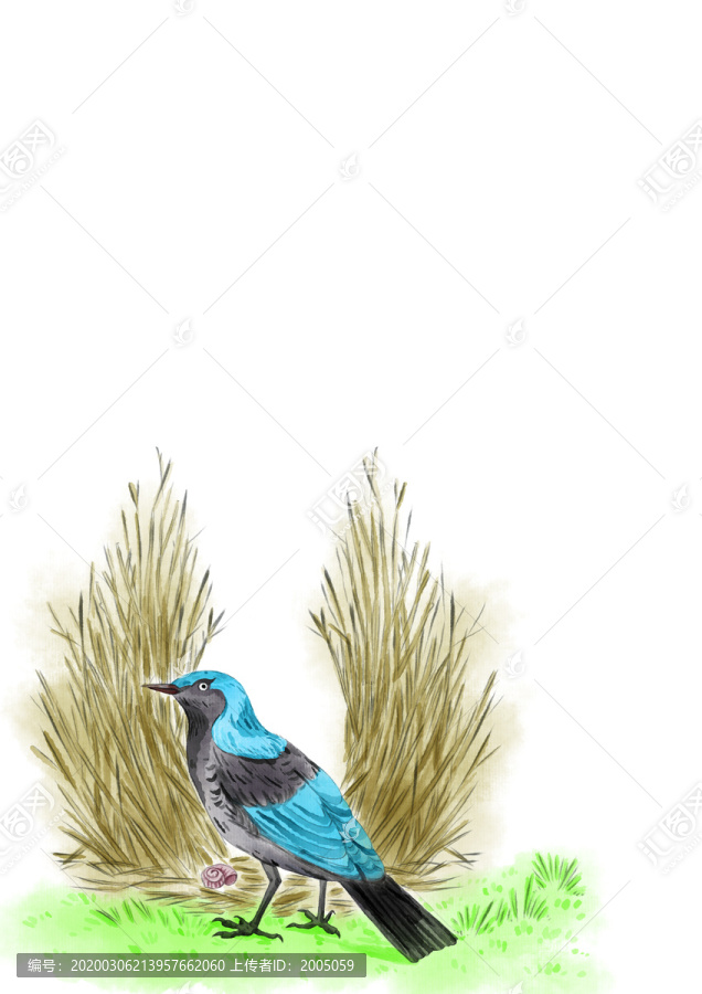 園丁鳥水彩插畫