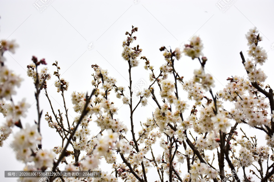 东京樱花