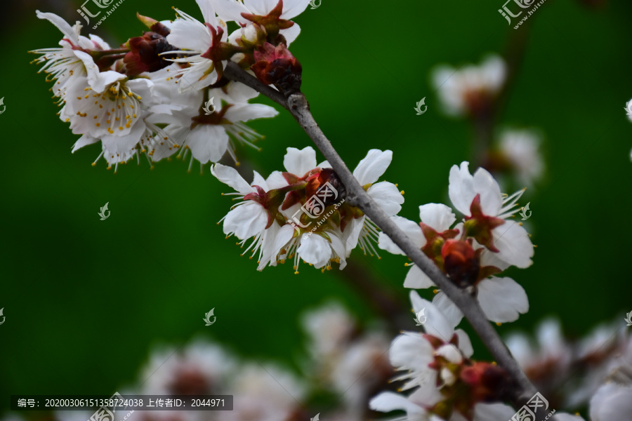 东京樱花