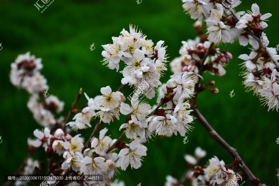 东京樱花