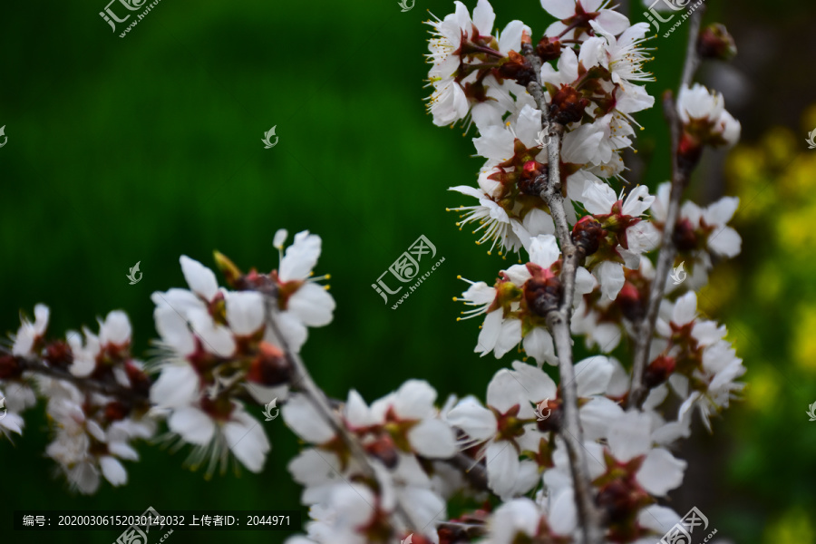 东京樱花