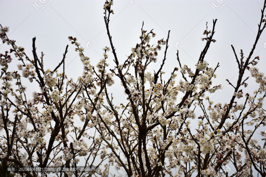 东京樱花