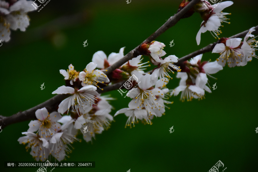 东京樱花