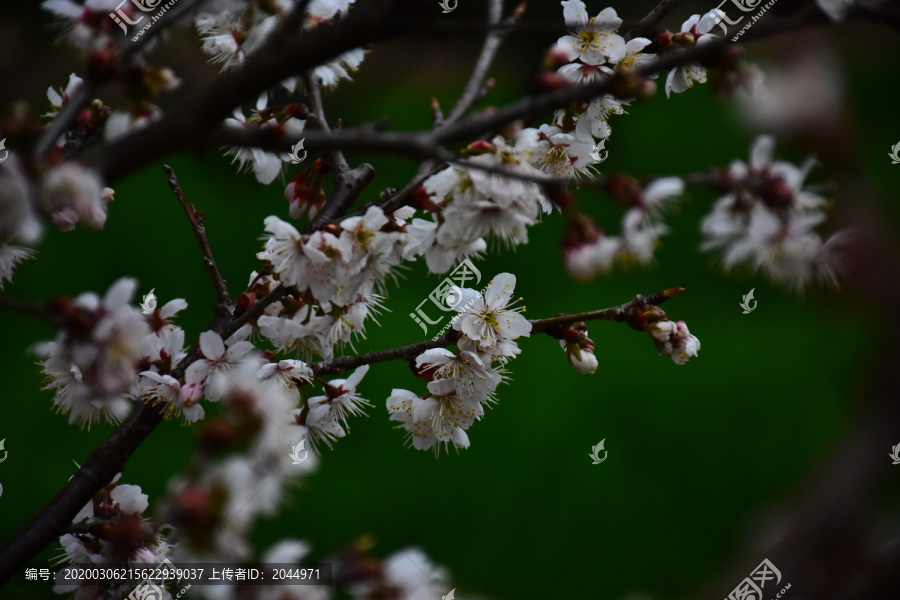 东京樱花