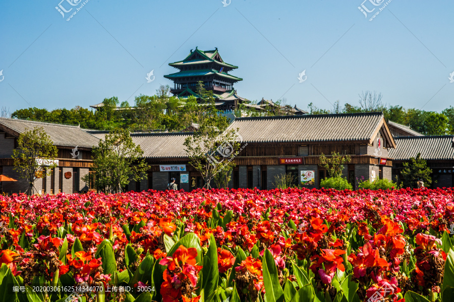 北京世园会园艺小镇花海花田