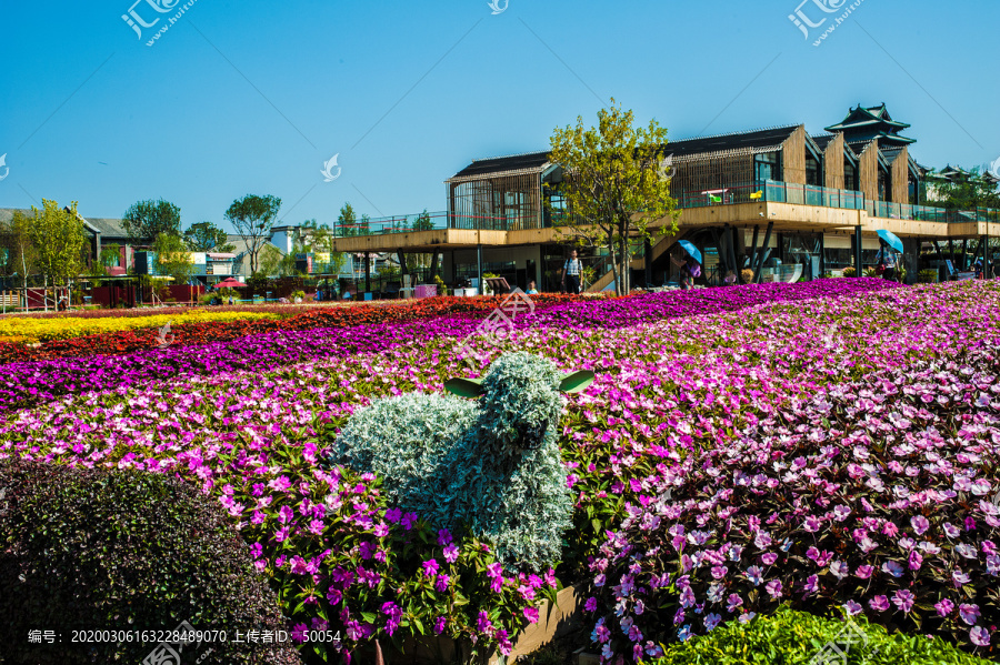 北京世园会园艺小镇花海花田