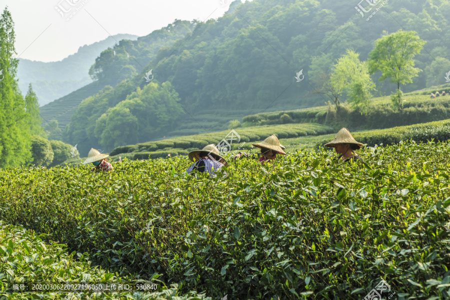 有机茶乡人工采茶