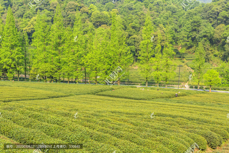 高山茶园