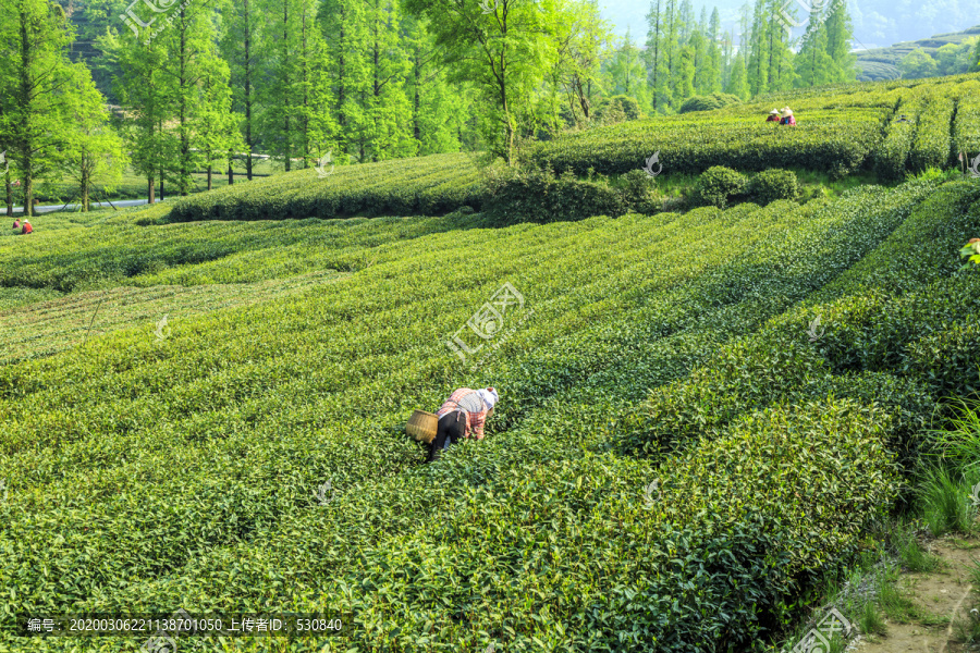 生态茶园人工采茶