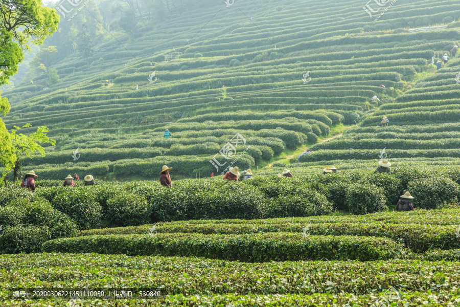 生态茶园人工采茶