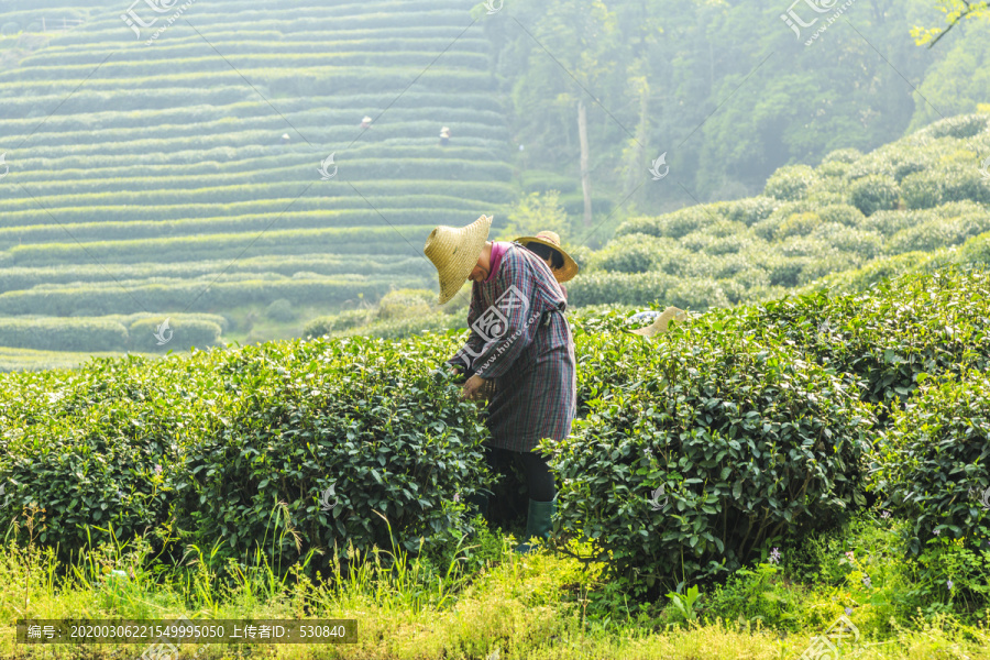 茶乡高山茶园双手采茶