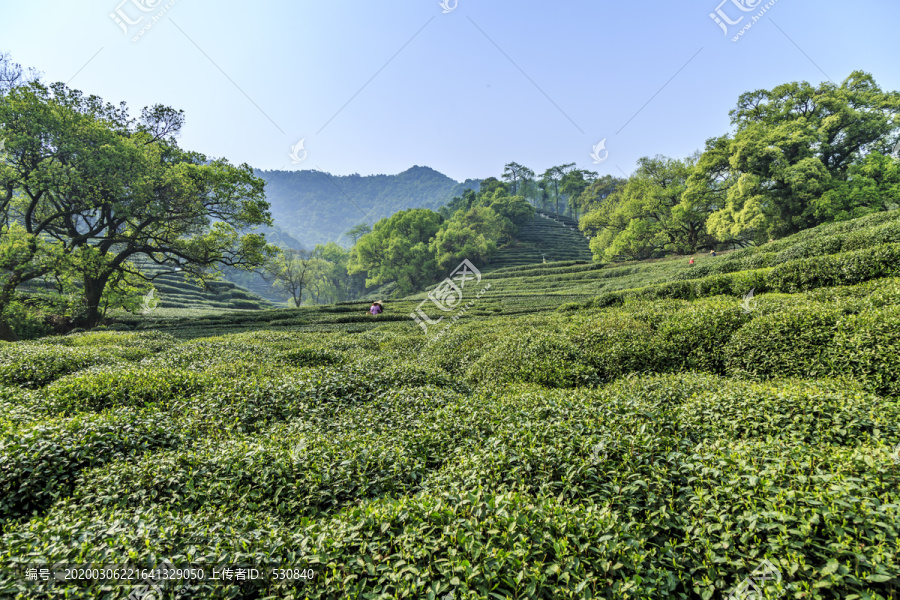 高山茶园