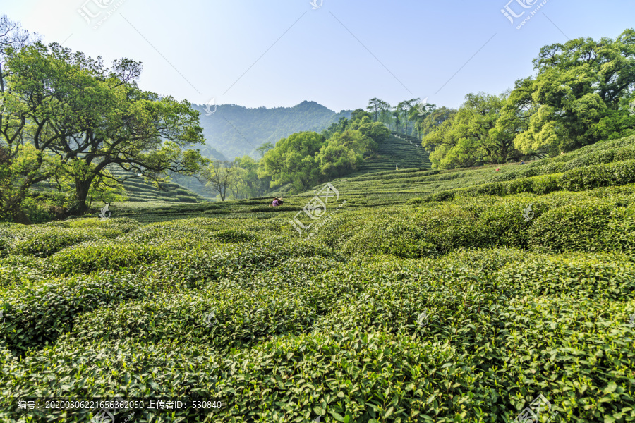 龙井茶树有机茶园