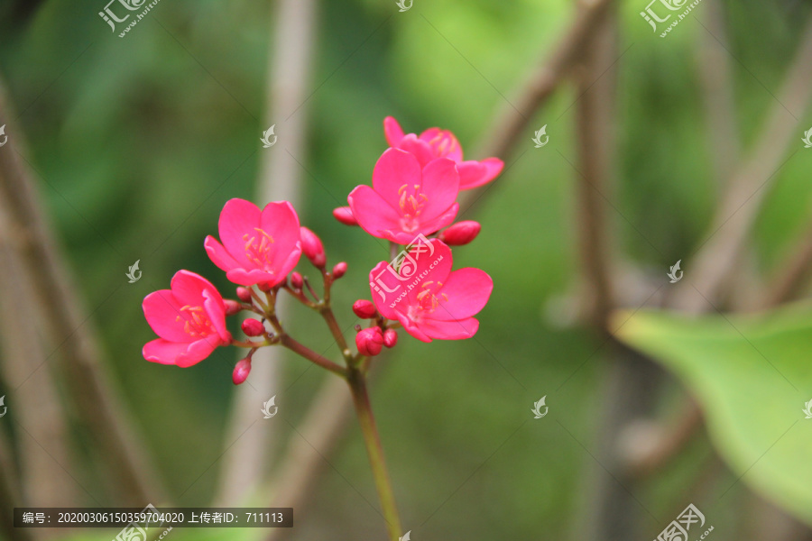 变叶蝴蝶花