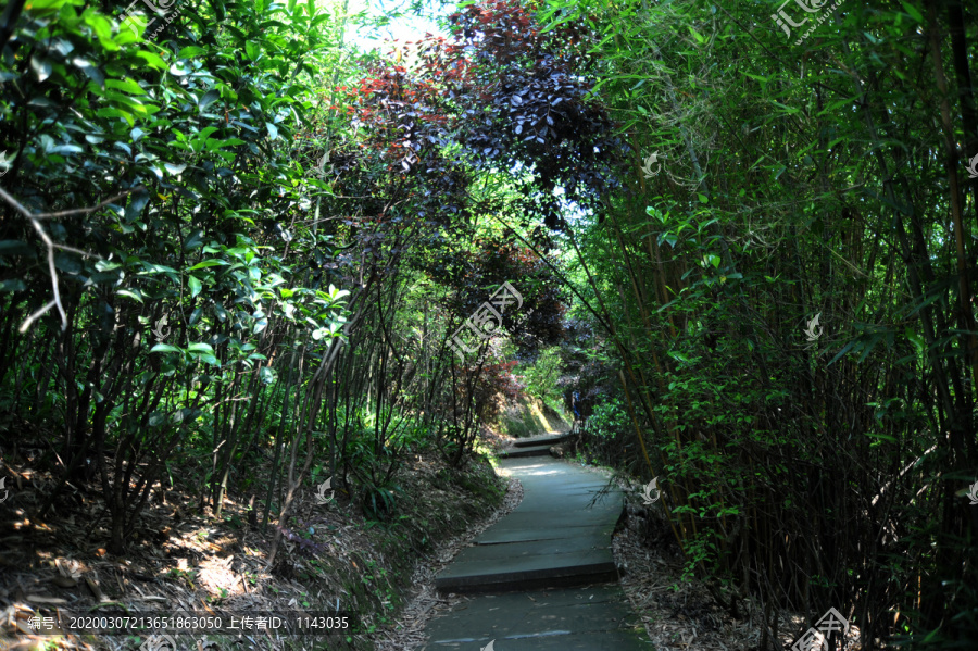 林间小路树林小径林荫小道