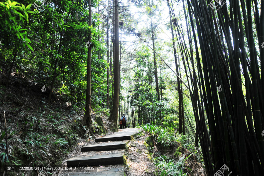 竹林小道竹林深处