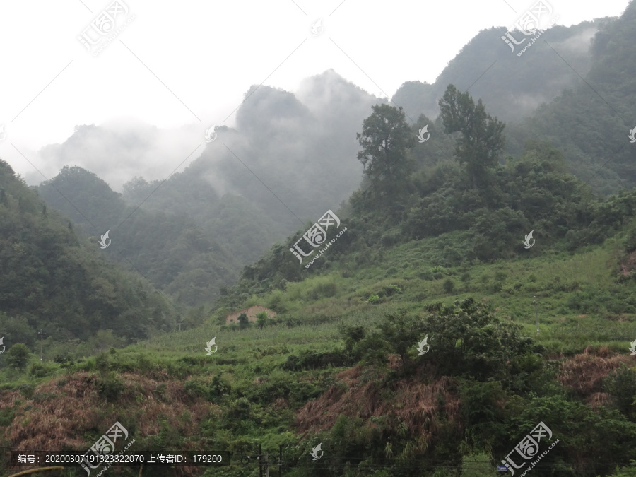 高山云雾八