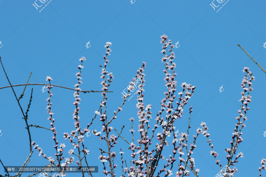 桃花特写