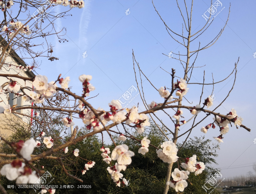 盛开的樱桃花