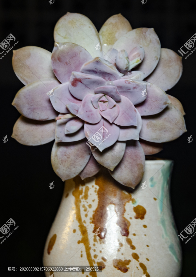A4尺寸紫珍珠盆栽花卉