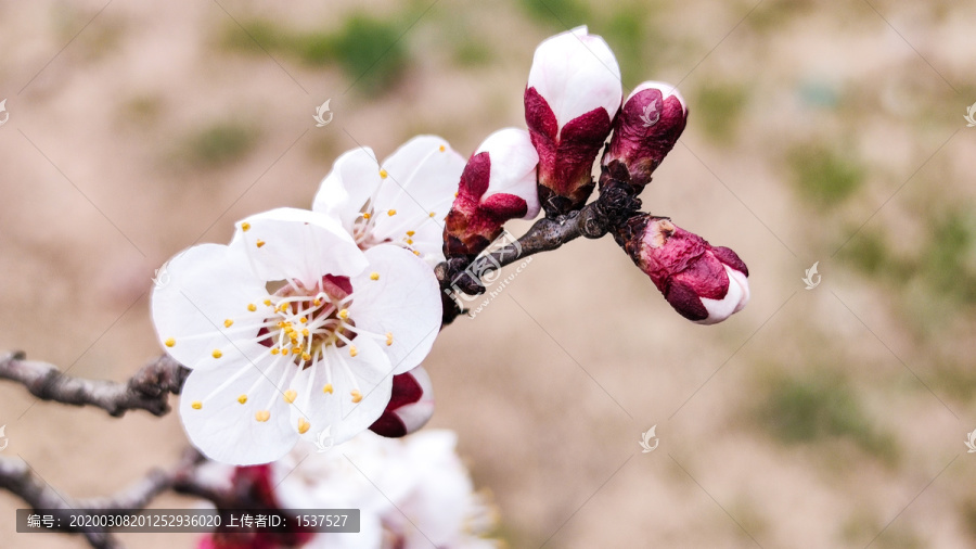 桃花盛开