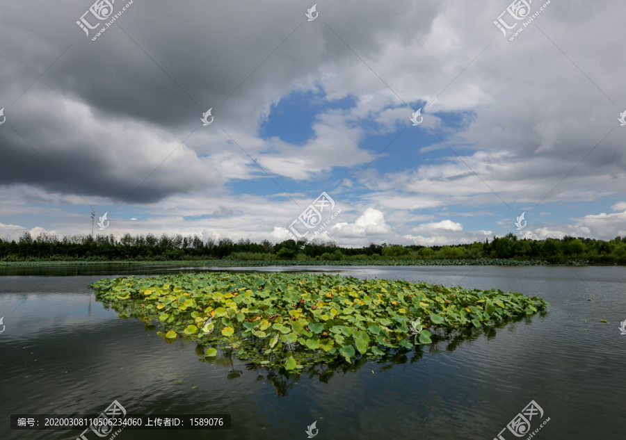 溱湖湿地