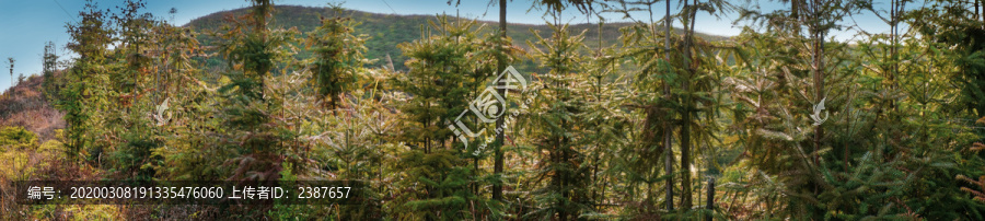 樹林山坡松樹馬尾松高清圖