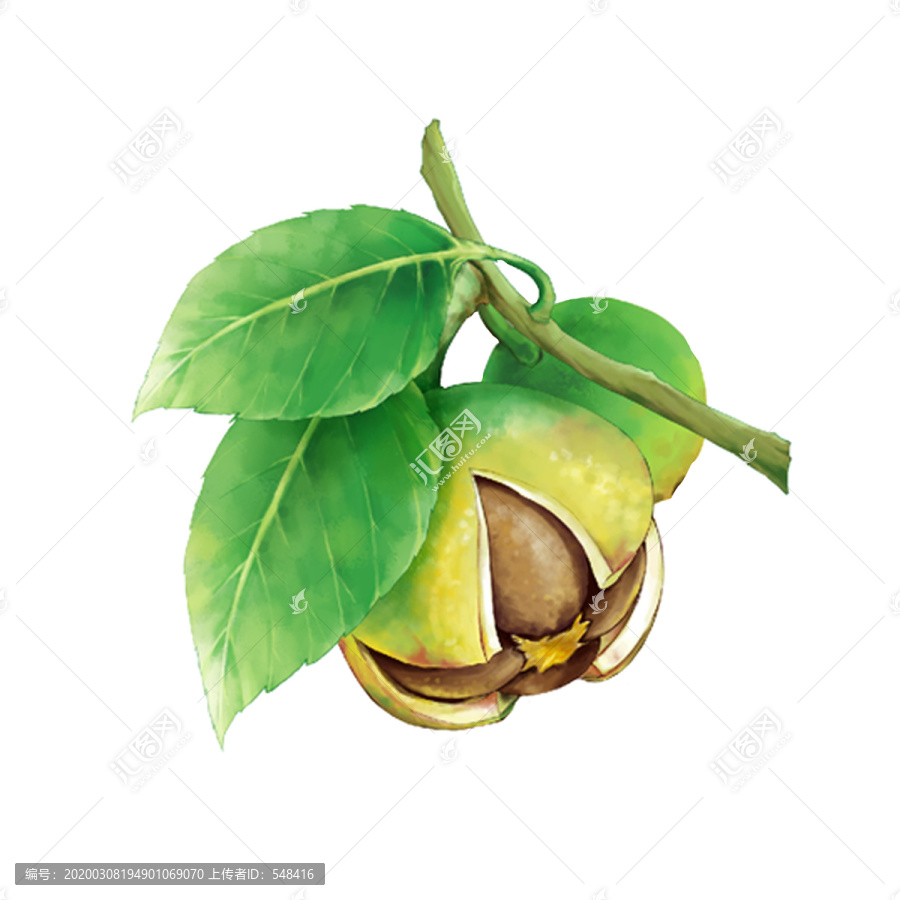 山茶果