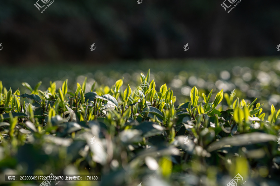 春天的茶树