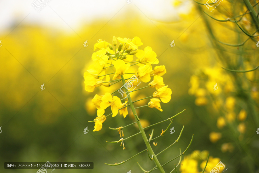 油菜花